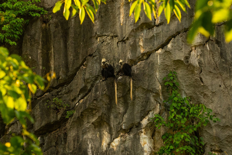 White-Headed Langur Scenic Area