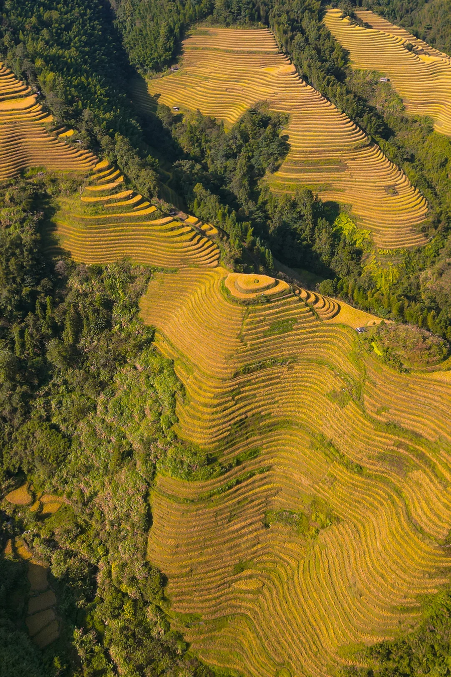 Jinkeng Dazhai Rice Terraces
