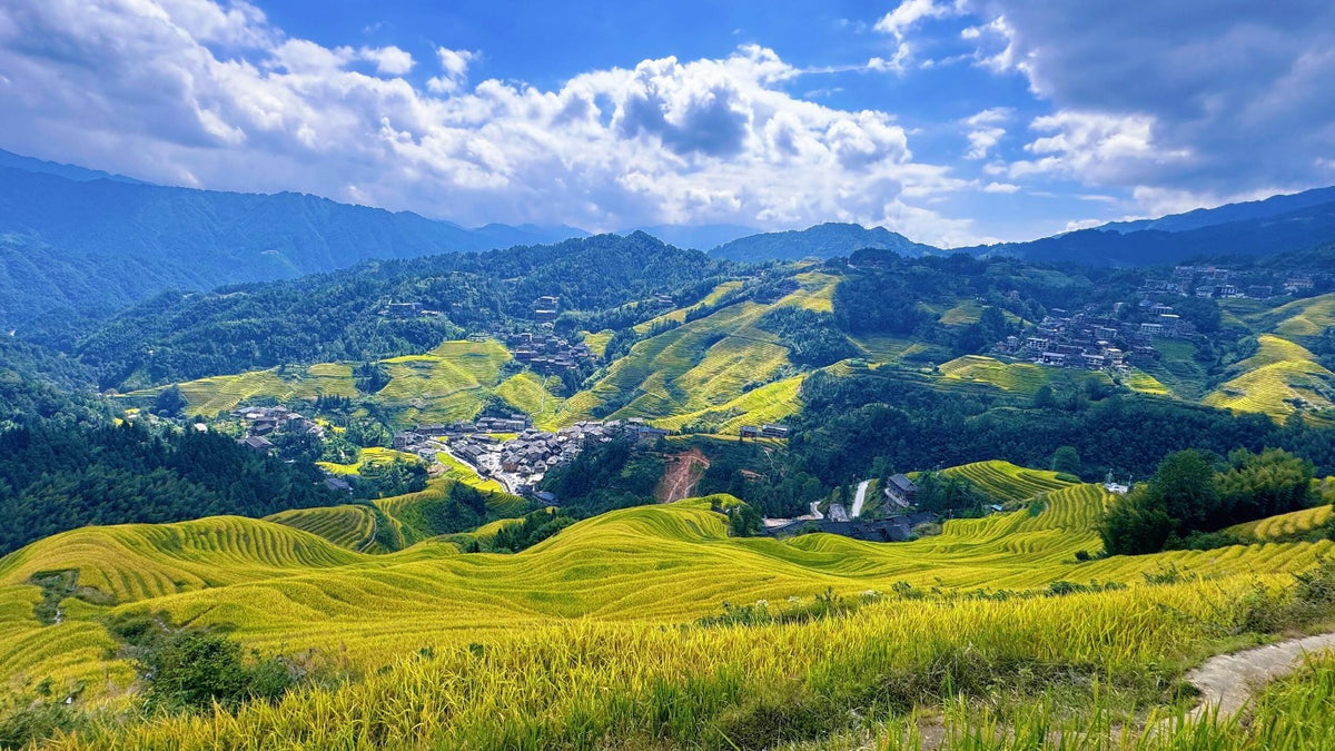 Longji Rice Terraces Panorama Guilin