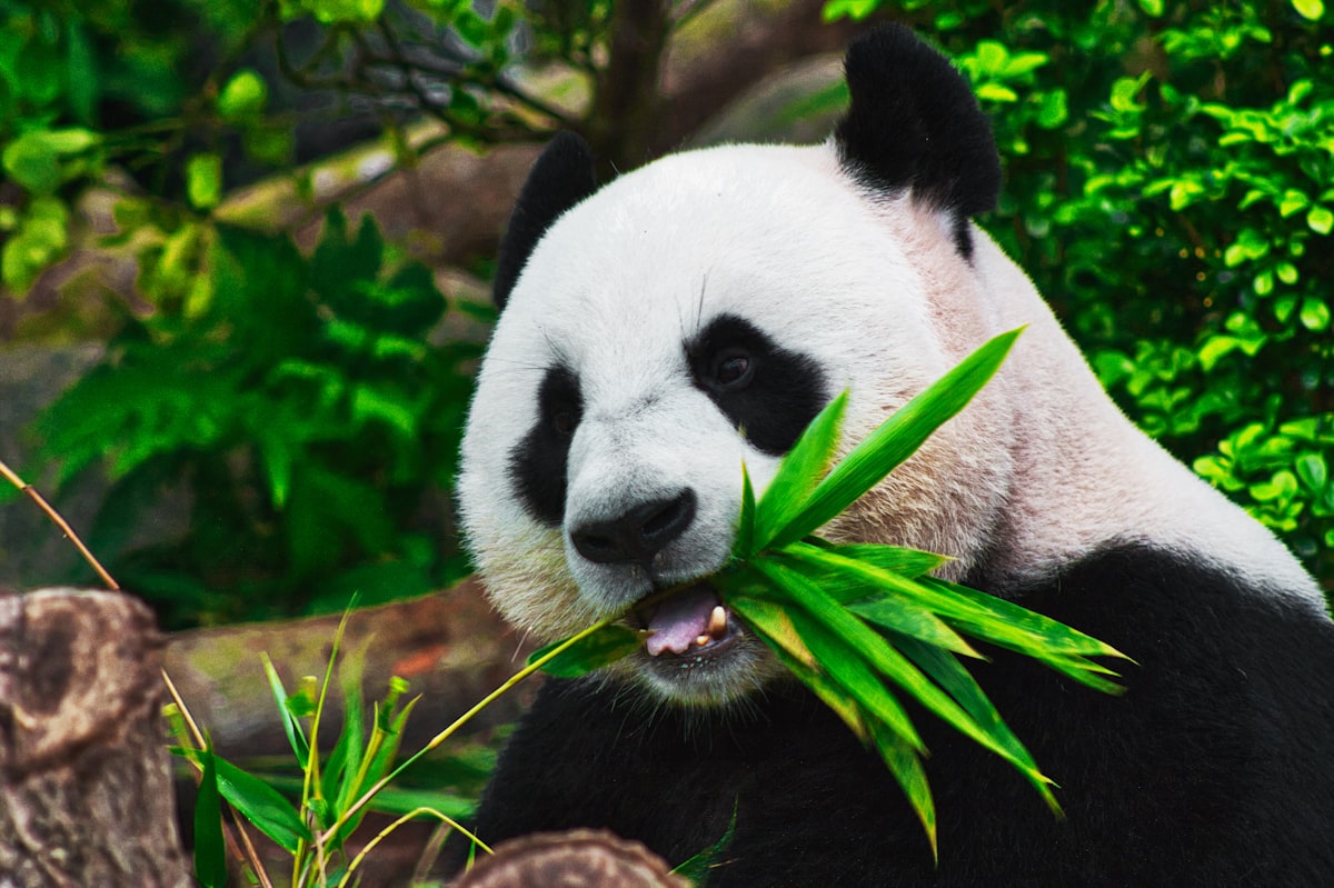 Chengdu City Guide eBook cover