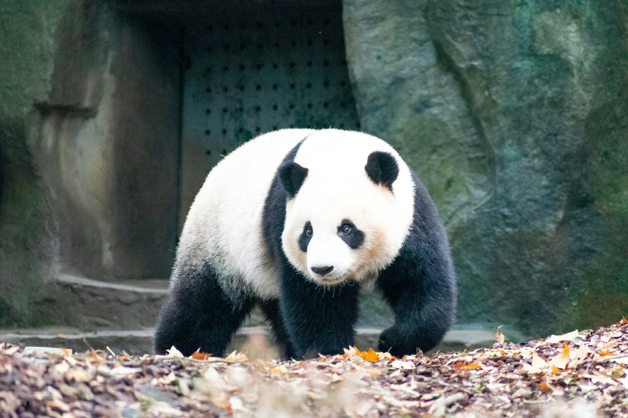 Chengdu Research Base of Giant Panda Breeding