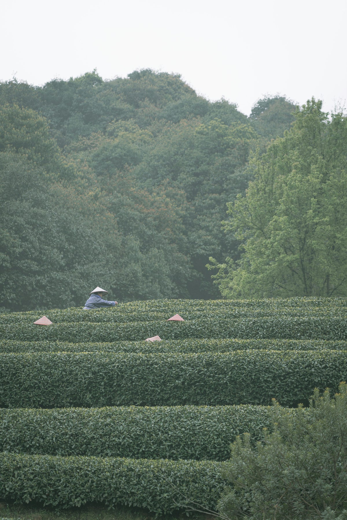 Longjing Tea Village, Hangzhou